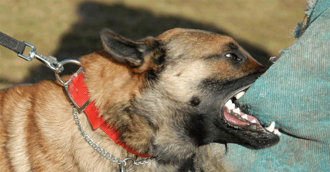 First aid when bitten by a dog