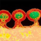 First decoding the internal structure of the HIV virus
