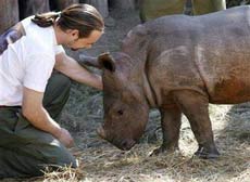 First eye surgery for rhinos