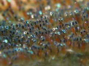 First fertilization for river catfish in the North