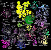 First map of brain activity