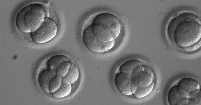 First successful in testing gene editing technology