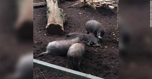 First time discovered pigs using tools, strange intellectual ability