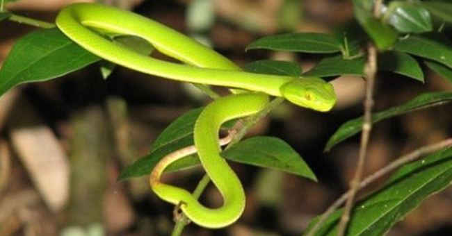 First-aid and prevention of red-tail snakes