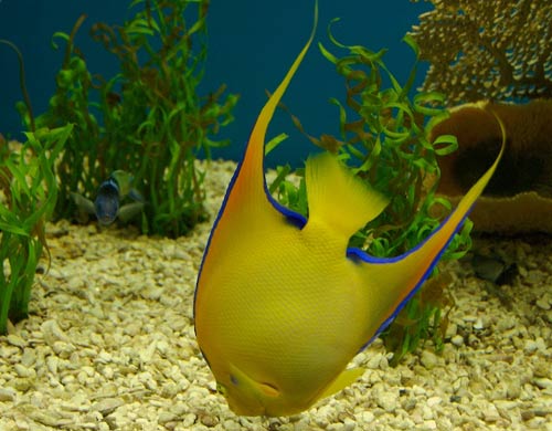 Fish also have the ability to remember