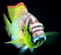 Fish also know logical thinking