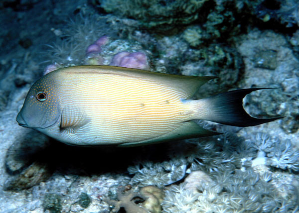 Fish also love massage