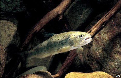 Fish also shrink in winter
