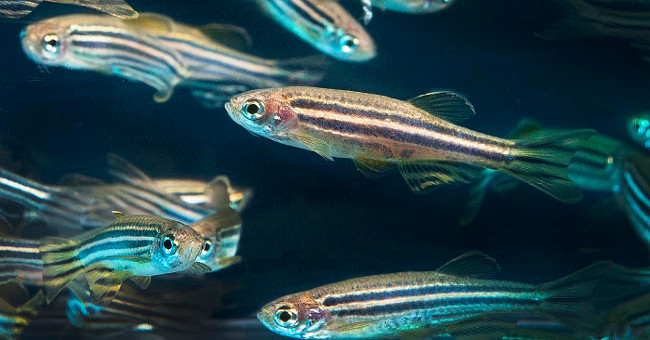 Fish also suffer from arthritis like humans?