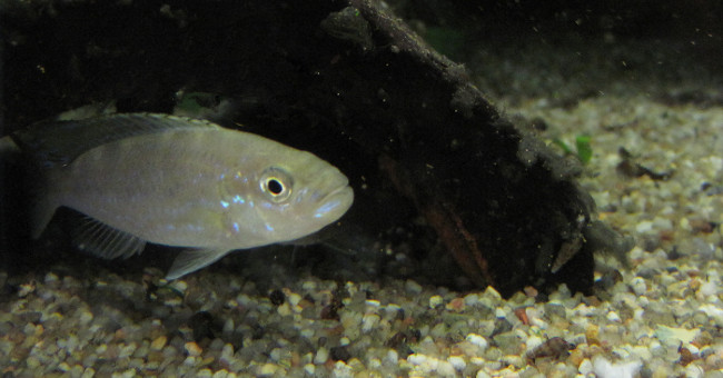 Fish are also right, on the left as human