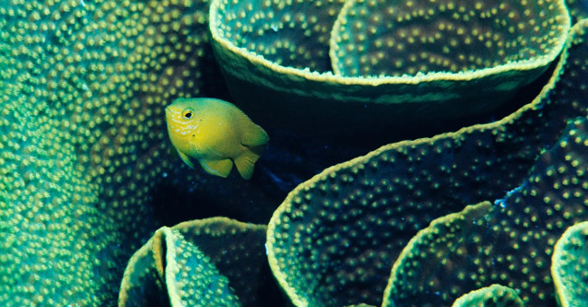 Fish are disoriented due to the high concentration of CO2