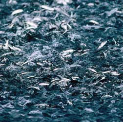 Fish are invisibility