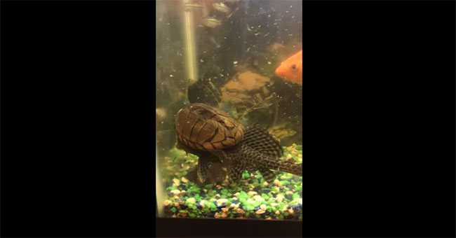 Fish are 'irritable' when tortured by turtles on their backs do not let go