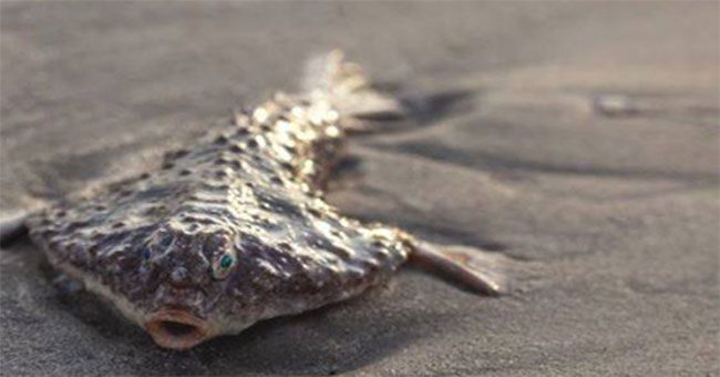 Fish at a depth of nearly 400 meters drifted to the US coast