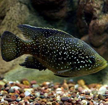 Fish can be heard with bubbles