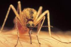 Fish can fight malaria mosquitoes