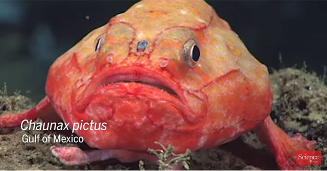 Fish can not breathe for 4 minutes in the Pacific Ocean