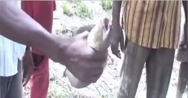 Fish can sleep 4 years in cocoons to avoid drought
