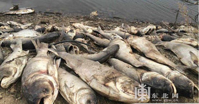 Fish death phenomena die all over the world