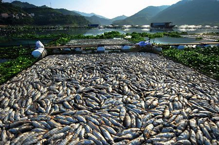 Fish die mass in China