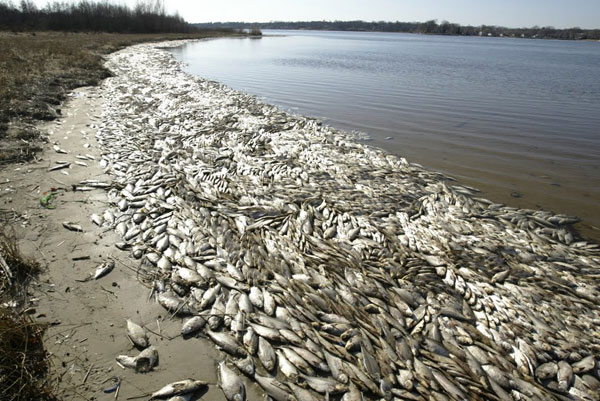Fish died on the upper stream of Gianh river