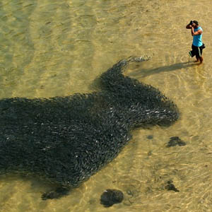 Fish dyed black on the Mexican coast