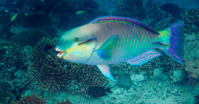 Fish eat corals emitting 400kg of sand every year