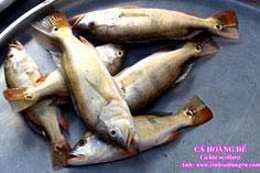 Fish Emperor - a new environmental disaster in Tri An Lake