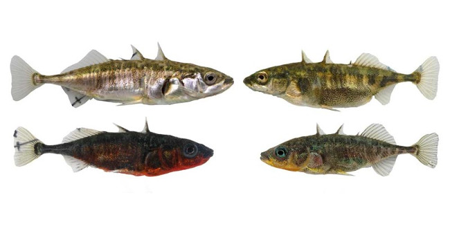 Fish evolved super fast into two species in the same lake