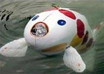 Fish explorer underwater