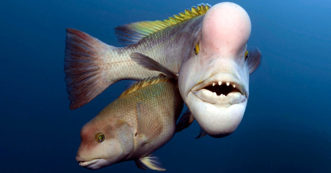 Fish face transgender people overwhelmed male fish