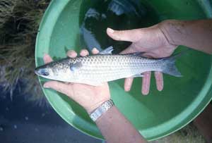 Fish farming