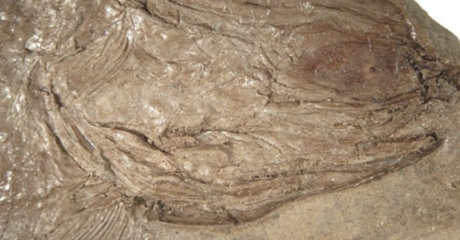 Fish fossil detection dates back to 240 million years