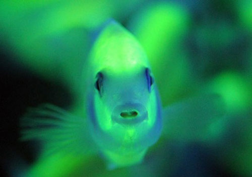 Fish glowing egg-shaped