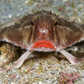 Fish have sexy lips