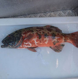 Fish have skin cancer for the first time
