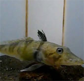 Fish have transparent blood