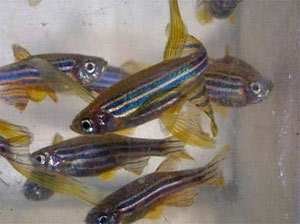 Fish: Insomnia study specimen