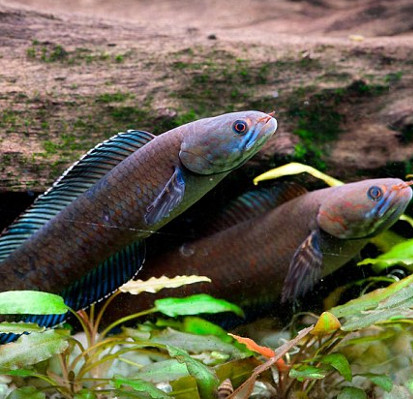 Fish know to walk in the Himalayas
