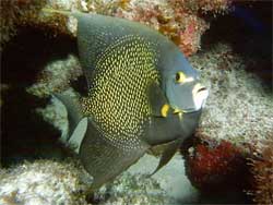 Fish language