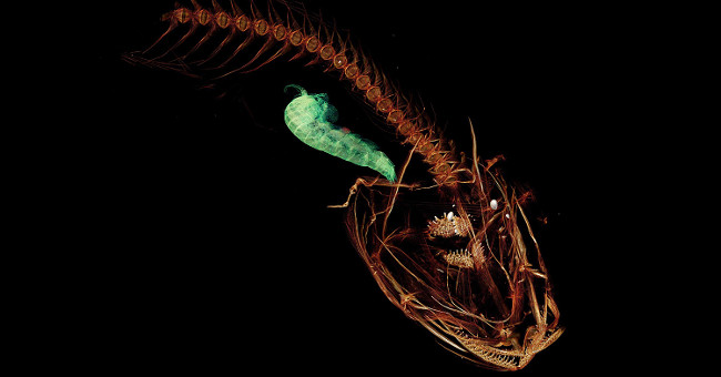 Fish live at a depth of nearly 8km under the seabed
