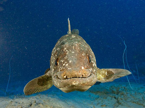 Fish 'live fossils'