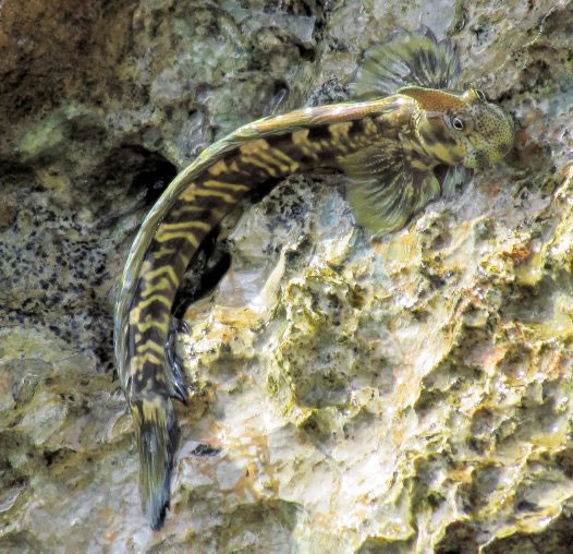 Fish live on land