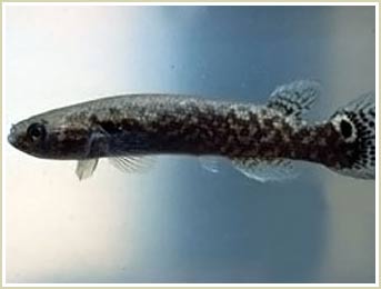 Fish live on ... trunk