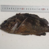 Fish near the Fukushima power plant are contaminated 2,500 times higher