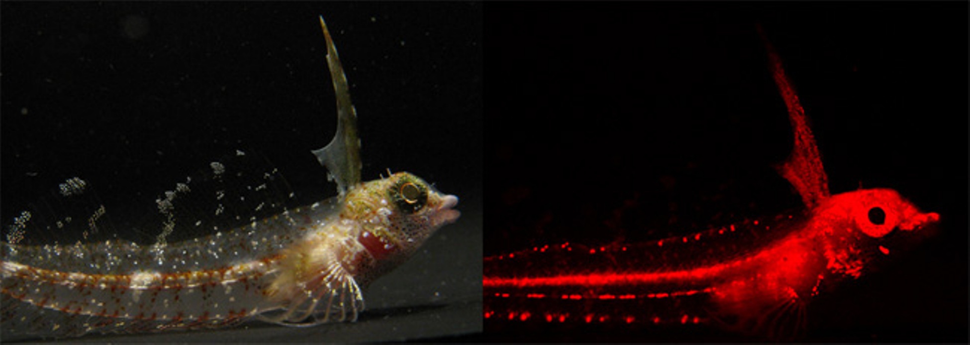 Fish red fluorescence