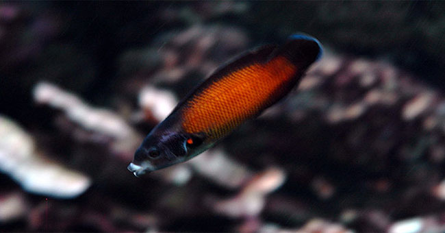 Fish smoking coral meat with death kiss