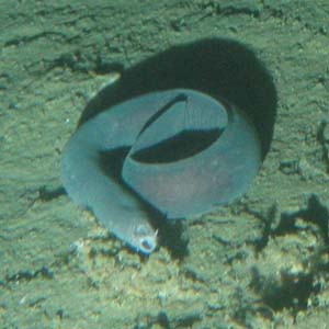 Fish species discovered through the skin