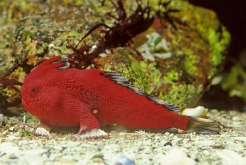 Fish species have 'hands'