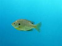 Fish ... terrorism